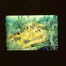 Hawaii Wildfire Near Lavaflow Magma Brush Vtg 35MM Found Slide Photo. Fixed Price $9.95.